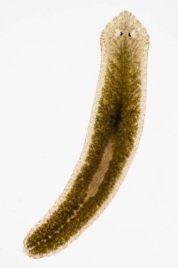 Planarian paraziti (yassı solucan) mikroskop altında.