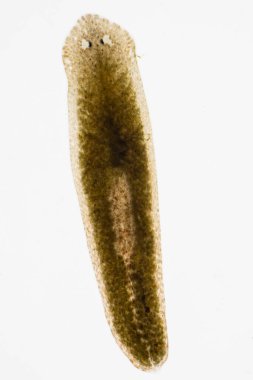 Planarian paraziti (yassı solucan) mikroskop altında.