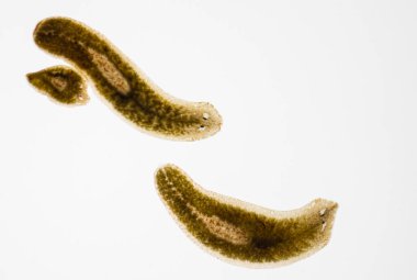 Planarian paraziti (yassı solucan) mikroskop altında.