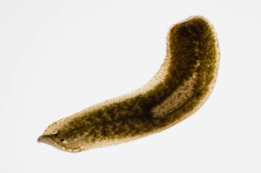 Planarian paraziti (yassı solucan) mikroskop altında.