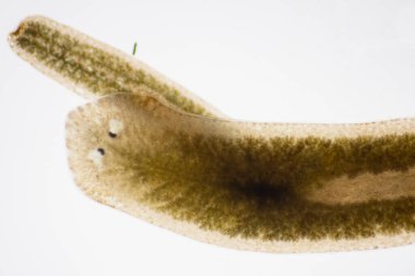 Planarian paraziti (yassı solucan) mikroskop altında.