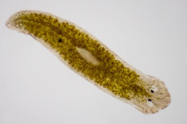 Planarian paraziti (yassı solucan) mikroskop altında.