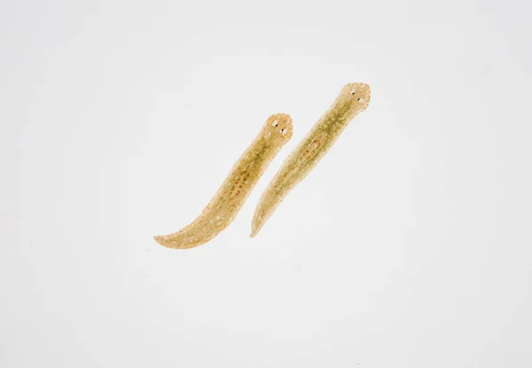 Parasito Planário Flatworm Sob Visão Microscópica — Fotografia de Stock