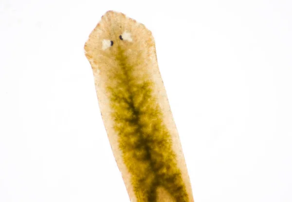 Parasito Planário Flatworm Sob Visão Microscópica — Fotografia de Stock