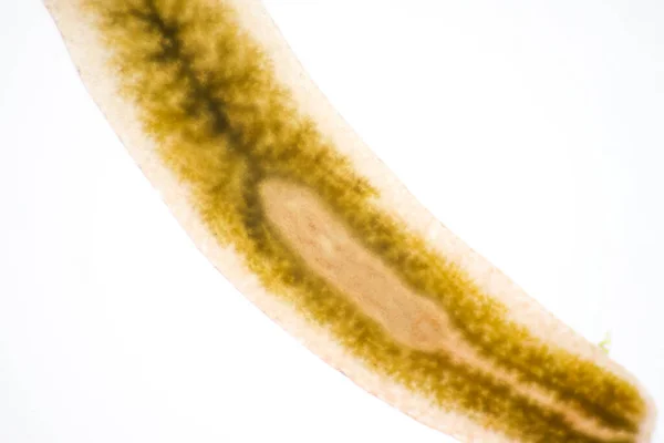 Pasożyt Planarski Płaskonos Pod Mikroskopem — Zdjęcie stockowe