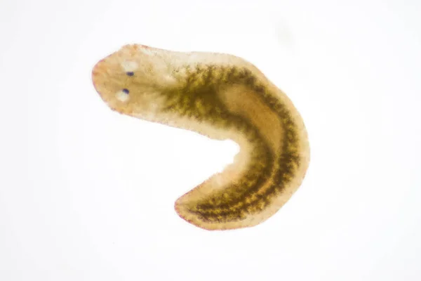 Planarian Parasite Flatworm Microscope View — Stock Photo, Image