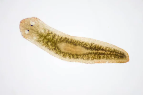 Planarian paraziti (yassı solucan) mikroskop altında.
