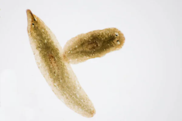 Parasito Planário Flatworm Sob Visão Microscópica — Fotografia de Stock