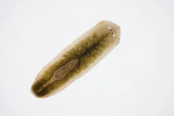 Parasito Planário Flatworm Sob Visão Microscópica — Fotografia de Stock