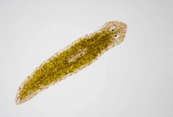 Parasito Planário Flatworm Sob Visão Microscópica — Fotografia de Stock