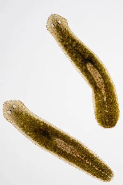 Parasito Planário Flatworm Sob Visão Microscópica — Fotografia de Stock