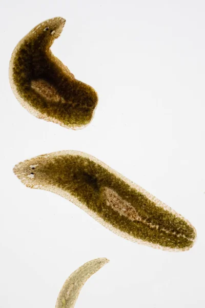 Parasito Planário Flatworm Sob Visão Microscópica — Fotografia de Stock