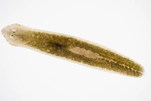 Parasito Planário Flatworm Sob Visão Microscópica — Fotografia de Stock