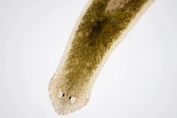 Parasito Planário Flatworm Sob Visão Microscópica — Fotografia de Stock