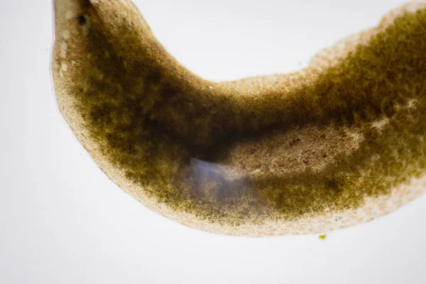 Planarian Paraziti Yassı Solucan Mikroskop Altında — Stok fotoğraf