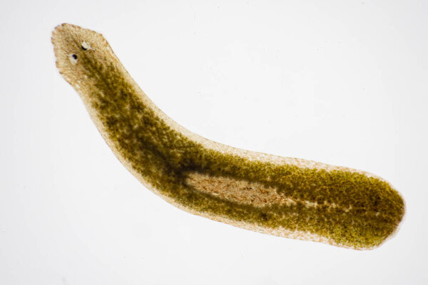 Planarian parasite (flatworm) under microscope view.