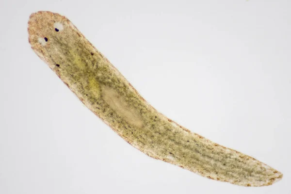 顕微鏡観察下での動物寄生虫 カイコ — ストック写真