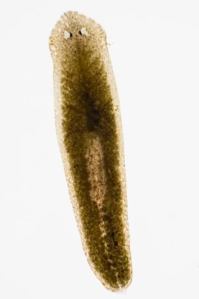 Планарный Паразит Плоский Червь Микроскопом — стоковое фото