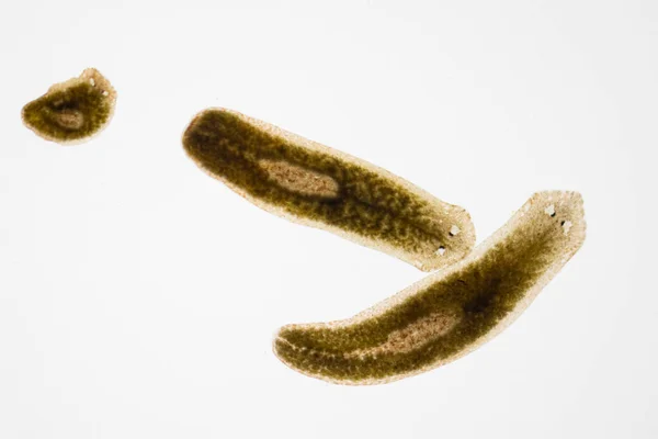 Parasito Planário Flatworm Sob Visão Microscópica — Fotografia de Stock