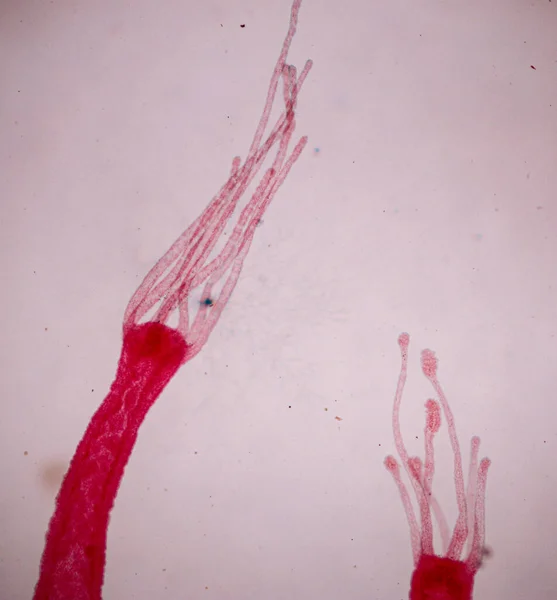 Hydra Ett Släkte Små Sötvattensdjur Fylum Cnidaria Och Hydrozoa Mikroskop — Stockfoto