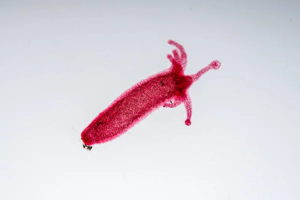 Hydra Género Pequenos Animais Água Doce Filo Cnidaria Classe Hydrozoa — Fotografia de Stock