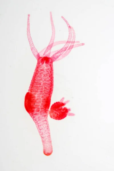 Hydra Genus Small Fresh Water Animals Phylum Cnidaria Class Hydrozoa — Stock Photo, Image