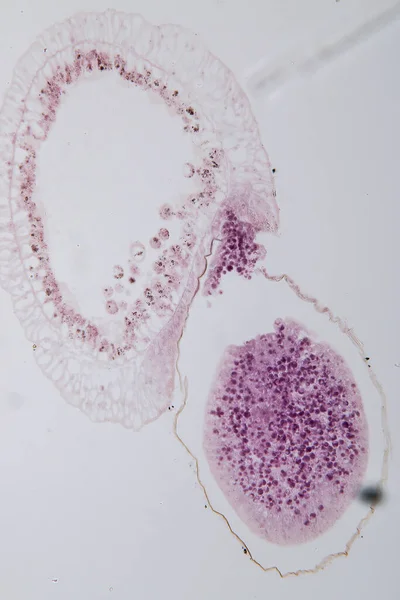 Hydra Género Pequenos Animais Água Doce Filo Cnidaria Classe Hydrozoa — Fotografia de Stock