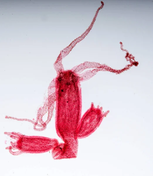 ヒドラは 教育のための顕微鏡の下でキダリアとクラスHydrozoaの小さな 淡水動物の属です — ストック写真