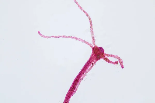 Hydra Ett Släkte Små Sötvattensdjur Fylum Cnidaria Och Hydrozoa Mikroskop — Stockfoto