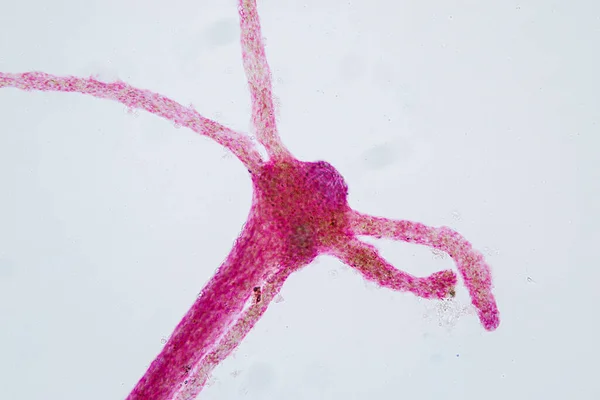 ไฮดร าเป นสก ลของส าขนาดเล กสดของฟ ลเล Cnidaria และช Hydrozoa — ภาพถ่ายสต็อก