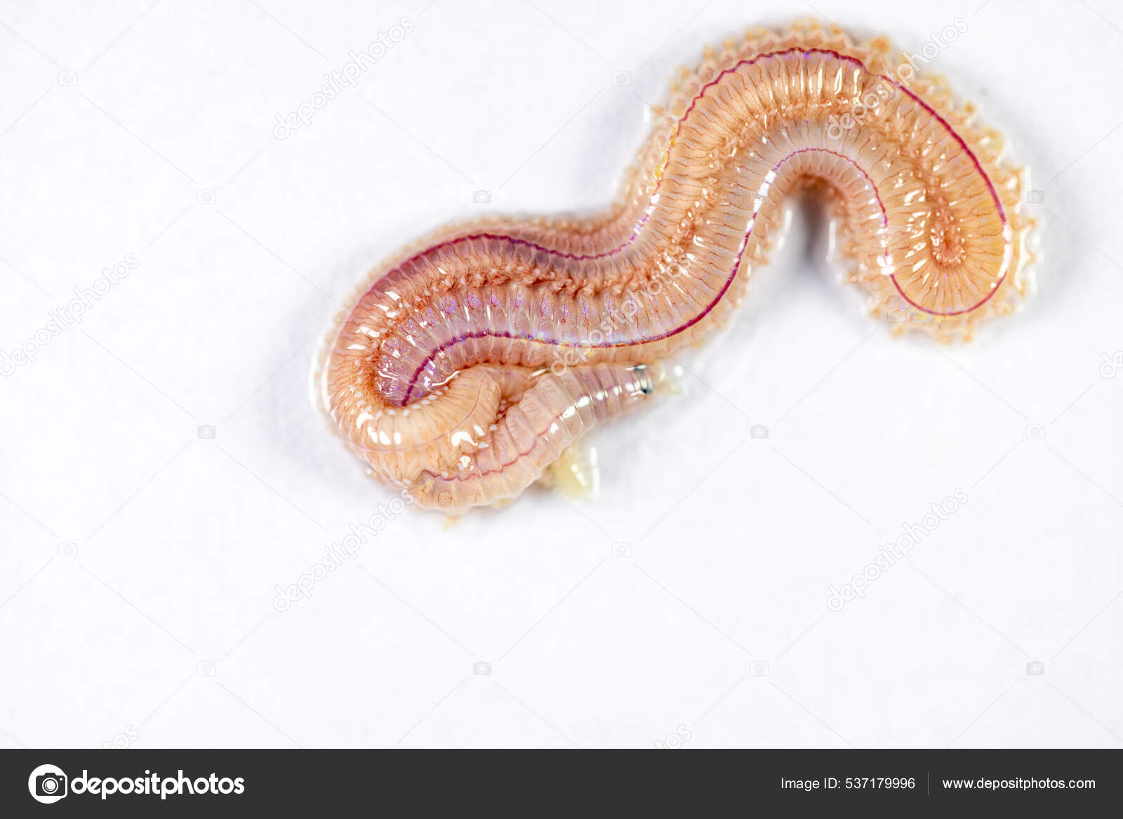 Sand Worm Perinereis Same Species Sea Worms Polychaete Living