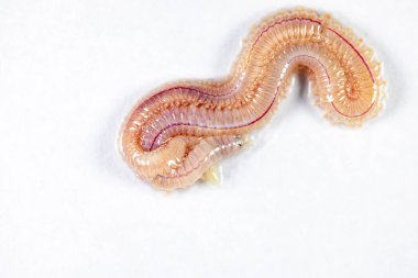Kum Solucanı (Perinereis sp.) Deniz solucanlarıyla (Polychaete) aynı tür. Laboratuvarda eğitim için nispeten sığ su seviyelerine sahip bir plaj bölgesinde yaşıyorlar..
