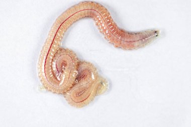 Kum Solucanı (Perinereis sp.) Deniz solucanlarıyla (Polychaete) aynı tür. Laboratuvarda eğitim için nispeten sığ su seviyelerine sahip bir plaj bölgesinde yaşıyorlar..