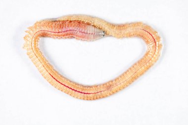 Kum Solucanı (Perinereis sp.) Deniz solucanlarıyla (Polychaete) aynı tür. Laboratuvarda eğitim için nispeten sığ su seviyelerine sahip bir plaj bölgesinde yaşıyorlar..