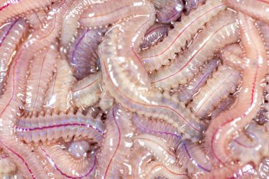 Kum Solucanı (Perinereis sp.) Deniz solucanlarıyla (Polychaete) aynı tür. Laboratuvarda eğitim için nispeten sığ su seviyelerine sahip bir plaj bölgesinde yaşıyorlar..