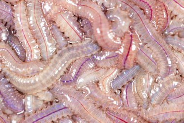 Kum Solucanı (Perinereis sp.) Deniz solucanlarıyla (Polychaete) aynı tür. Laboratuvarda eğitim için nispeten sığ su seviyelerine sahip bir plaj bölgesinde yaşıyorlar..