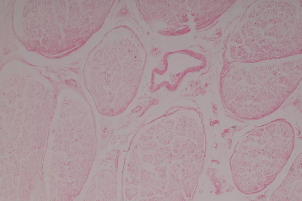 Laboratuvarda Mikroskop Altında Motor Nöron Sinir Hücreleri — Stok fotoğraf