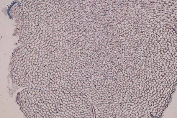 현미경 아래있는 세포와 — 스톡 사진