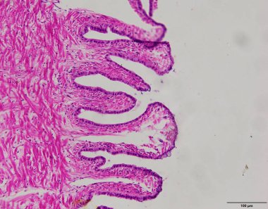 Animal tissue samples under the microscope in Lab. clipart