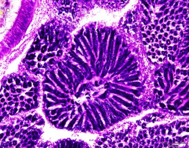 Laboratuvarda mikroskop altında hayvan dokusu örnekleri var..