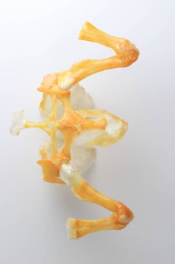 Bir laboratuarda iskeletler, kurbağa kemikleri üzerine çalışmak..