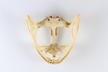 Bir laboratuarda iskeletler, kurbağa kemikleri üzerine çalışmak..