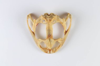 Bir laboratuarda iskeletler, kurbağa kemikleri üzerine çalışmak..