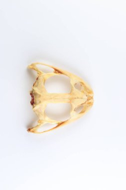 Bir laboratuarda iskeletler, kurbağa kemikleri üzerine çalışmak..