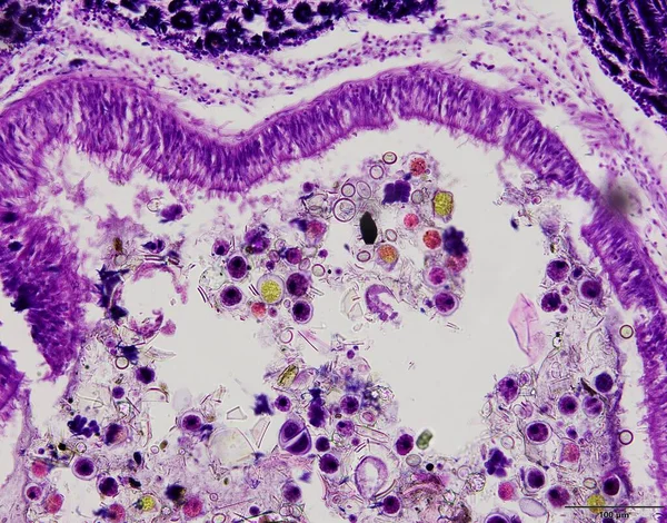 Animal tissue samples under the microscope in Lab.