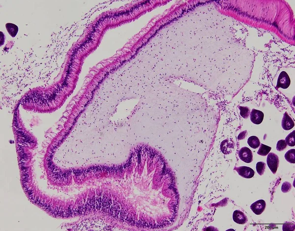 Muestras Tejido Animal Bajo Microscopio Laboratorio —  Fotos de Stock