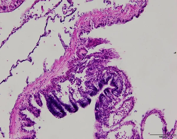 Tierische Gewebeproben Labor Unter Dem Mikroskop — Stockfoto