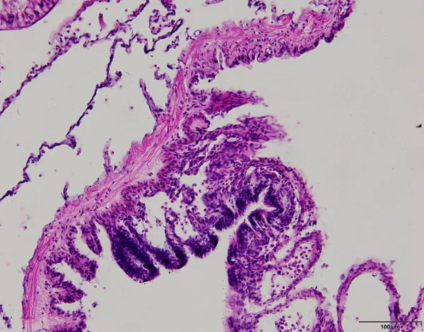 Muestras Tejido Animal Bajo Microscopio Laboratorio —  Fotos de Stock