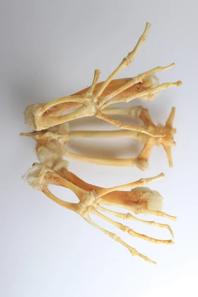 Estudando Sobre Esqueletos Ossos Laboratório — Fotografia de Stock