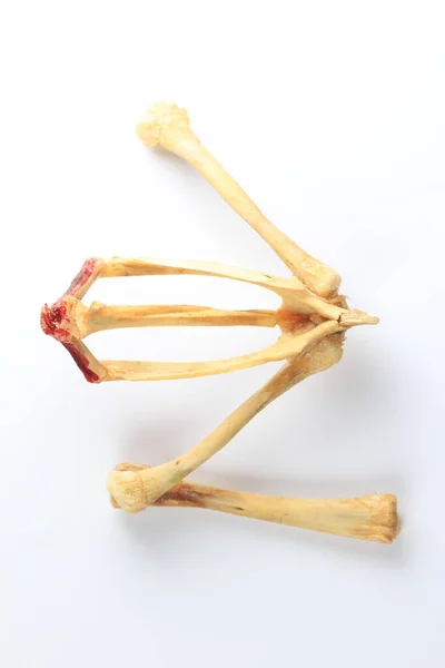 Estudando Sobre Esqueletos Ossos Laboratório — Fotografia de Stock